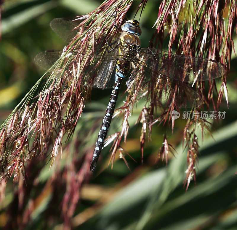 移徙小贩蜻蜓(Aeshna mixta)雄性